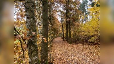 Durch diese wunderschöne Eichenallee in der Nähe des Nabburger Ortsteil Bergelshof führte der Novemberspaziergang des OWV Nabburg. (Bild: Hans Rachwalik)