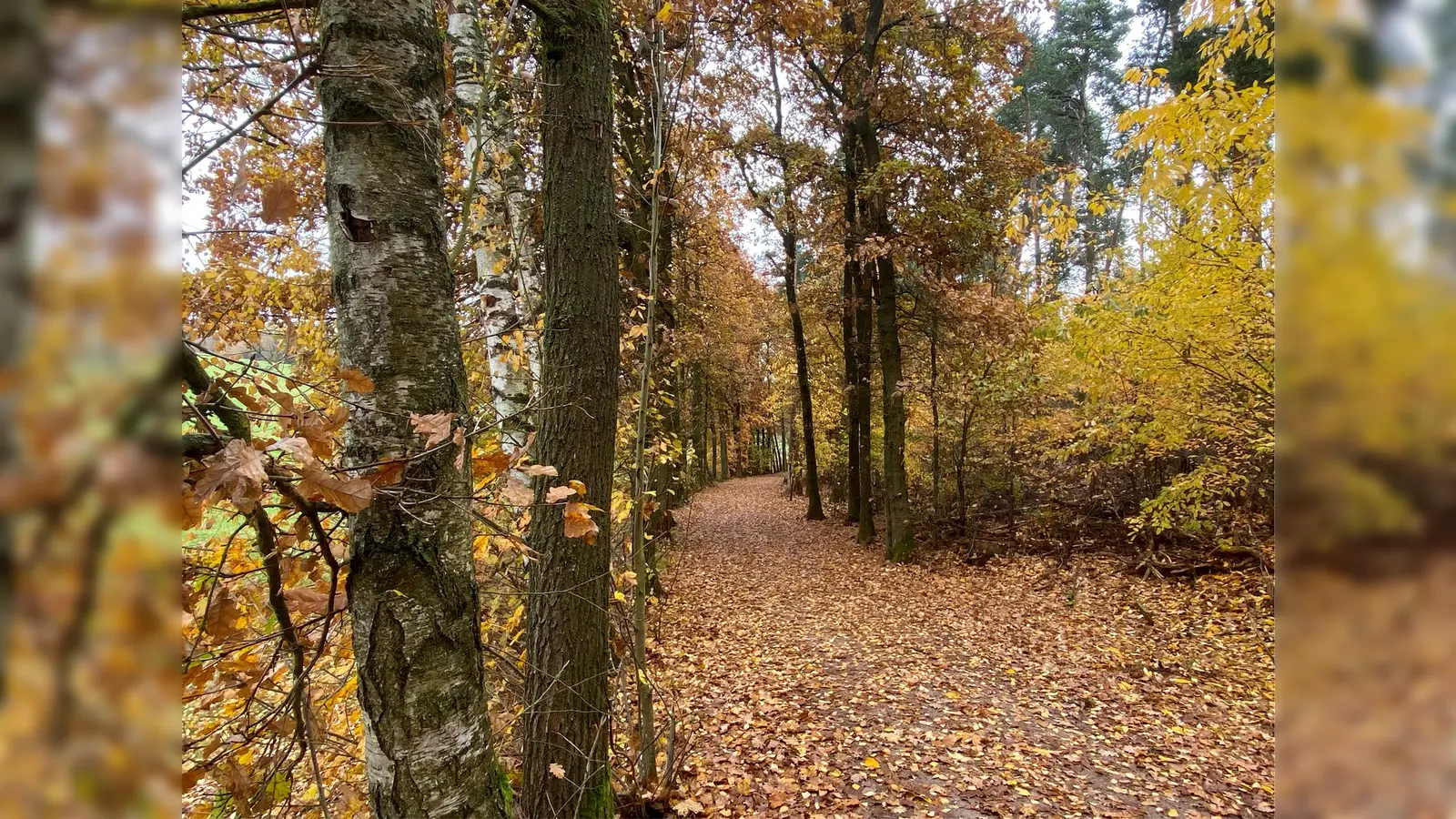 Durch diese wunderschöne Eichenallee in der Nähe des Nabburger Ortsteil Bergelshof führte der Novemberspaziergang des OWV Nabburg. (Bild: Hans Rachwalik)