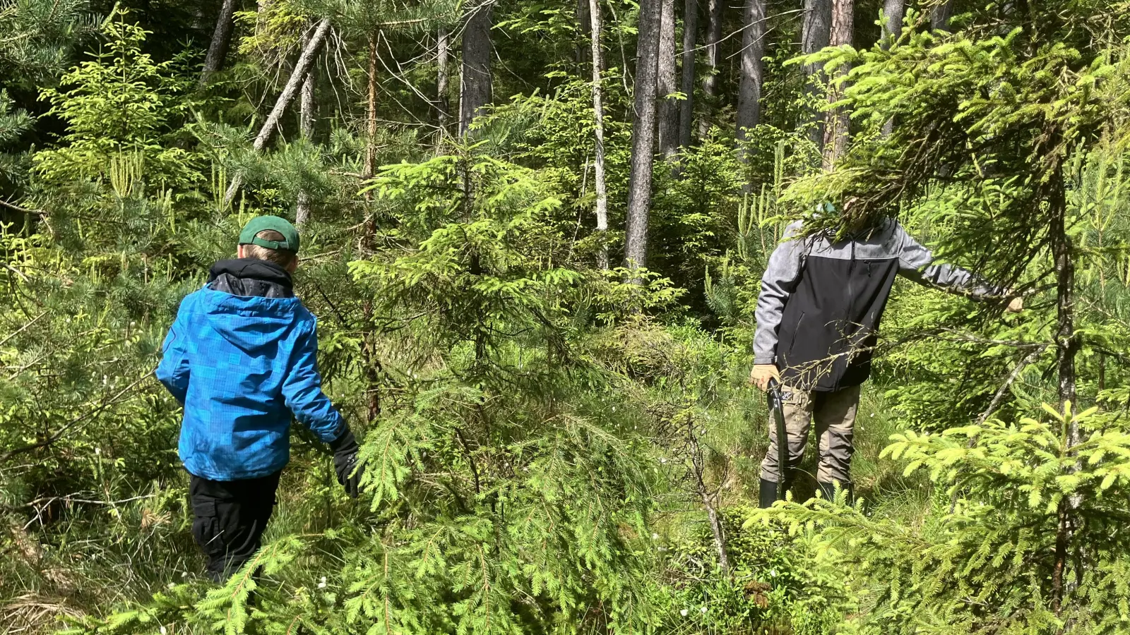 Waldjugend beim Ausschneiden der Fichten im Moor. (Bild: Walter Seltmann)