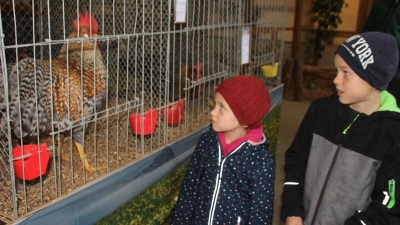 Den Kindern gefällt der Ausflug zu Hühnern, Kaninchen und Tauben.  (Bild: frd)