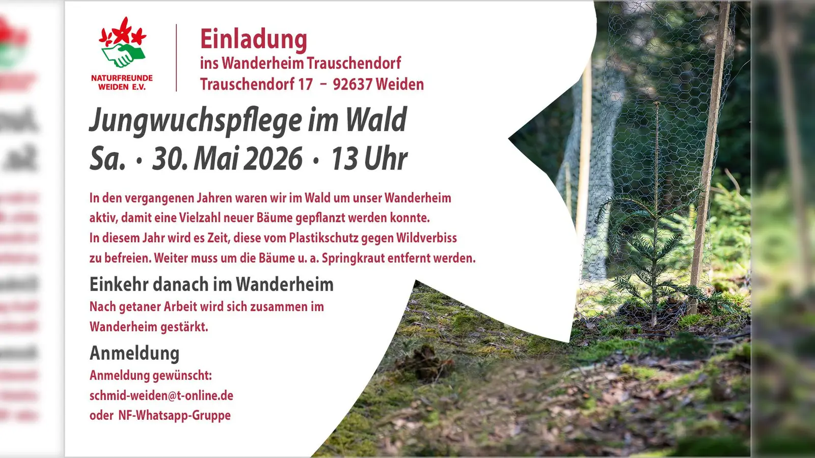 Aufforstung mit neuen Baumsorten soll den Wald zukunftsfähig machen (Bild: Sebastian Flaschel)