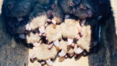 Große Anzahl an Fledermäusen dichtgedrängt in einem Vogelnistkasten im Bereich Galgenberg bei Nabburg. (Bild: Hans Rachwalik )