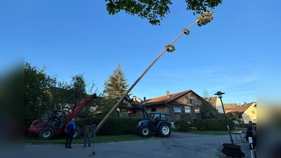 2 Traktoren stellen binnen 3 Minuten den 31 Meter langen Maibaum auf der nun die Ortschaft Mallersricht krönt. (Bild: Saskia Zupfer)