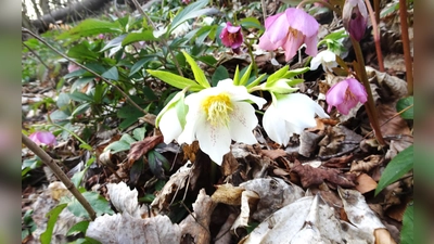 die farbenfrohe Blüte der Christrosen (Bild: Anna Gottschalk)