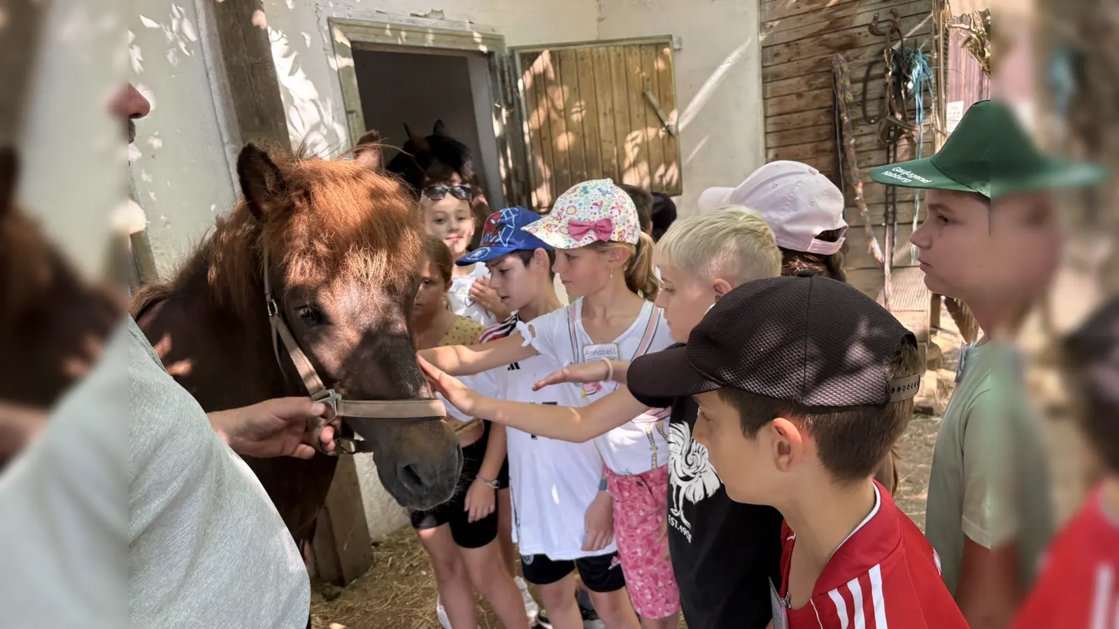 Streicheleinheiten für die Pferde von den Kindern aus Wernberg (Bild: Lisa Saradeth)