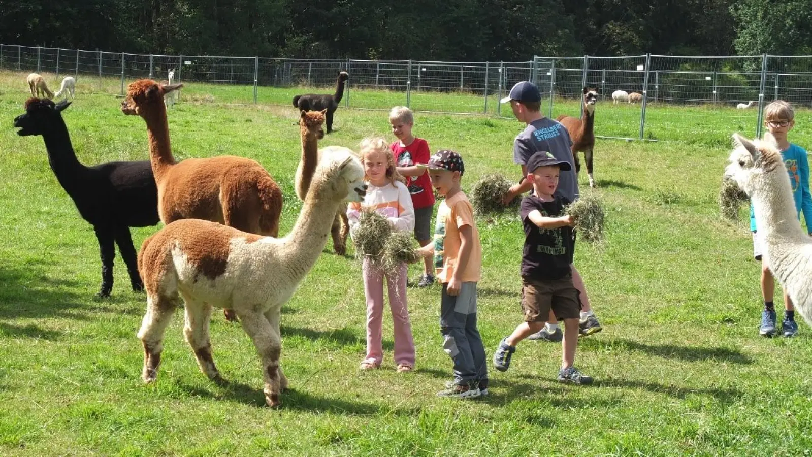 Ferienprogramm auf dem Alpakahof. (Archivbild: Gabi Eichenseher)