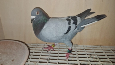 Siegertaube 0708-24-4425 von Dieter Meiler (Bild: Uli Bertelshofer)