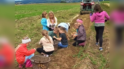 Fleißig sammelten die Ferienkids Erdäpfel in ihren Korb. (Bild: Erika Zenk)