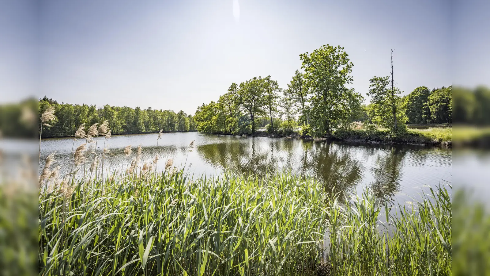 Charlottenhofer Weihergebiet. (Bild: Thomas Kujat)