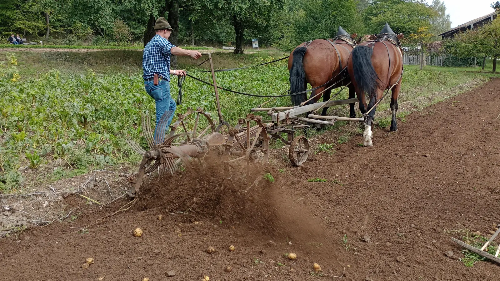 Kartoffeltag (Bild: Sabine Schwab)