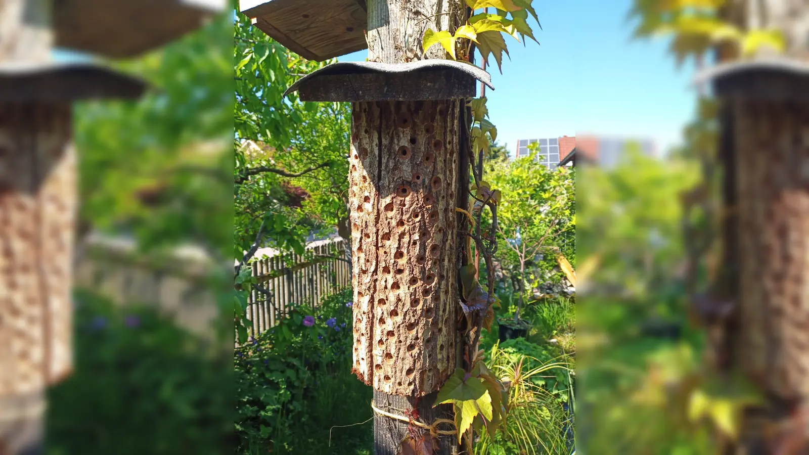 Wildbienennisthilfe im Garten (Bild: Gerhard Reichl)