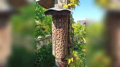 Wildbienennisthilfe im Garten (Bild: Gerhard Reichl)