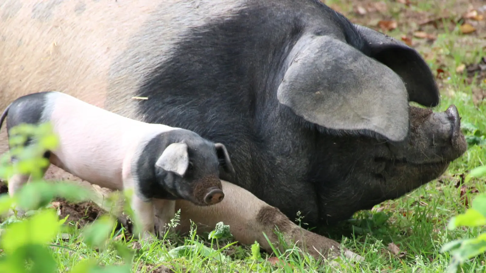 Ein Schwäbisch-Hällisches Schwein gehört zu den alten Haustierrassen im Freilandmuseum Oberpfalz. (Bild: exb)