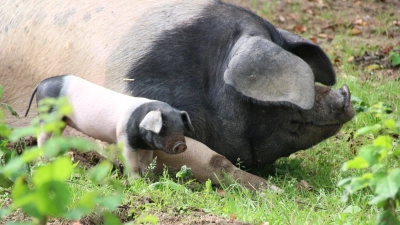 Ein Schwäbisch-Hällisches Schwein gehört zu den alten Haustierrassen in Neusath. (Bild: Freilandmuseum)