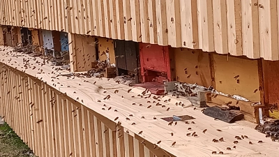 Fleißige Bienen. (Bild: Martin Fischer)