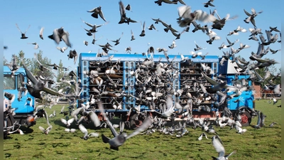 Brieftauben flogen von Kaiserslautern nach Hause. (Bild: Uli Bertelshofer)