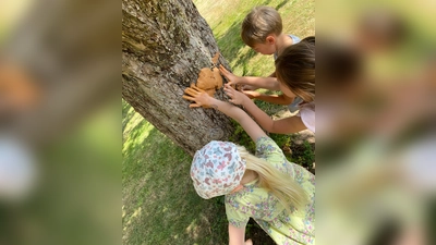 Mit weichem Lehm werden die Büme der Streuobswiese Unterweisenbach dekoriert. (Bild: Monika Krieger)