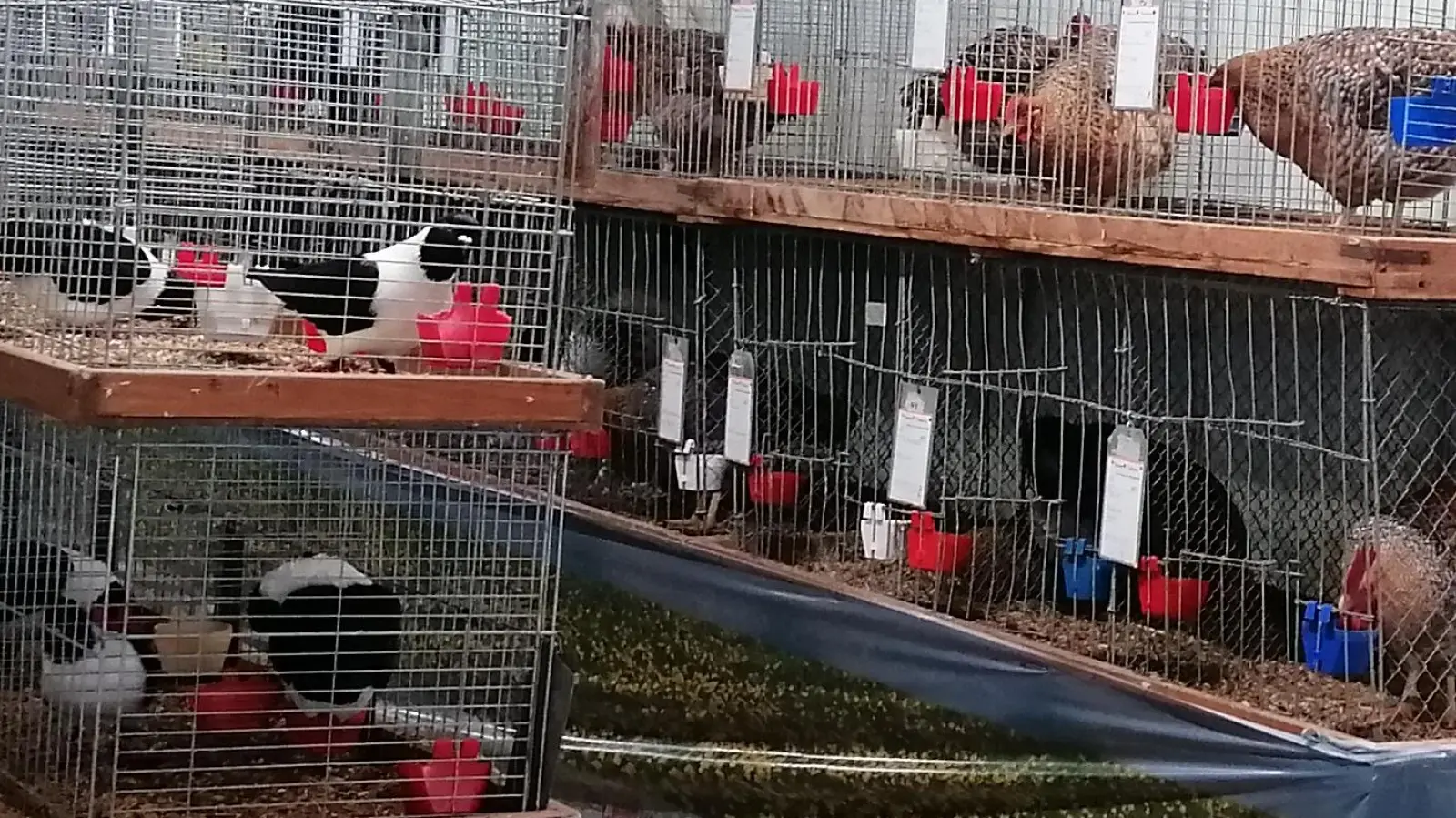 Viele Tiere sind bei der Ausstellung des Kleintierzuchtvereins Oberviechtach jedes Jahr zu sehen. (Bild: Philipp Schlagenhaufer)