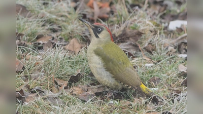 Grünspecht. (Bild: Roland Bönisch)