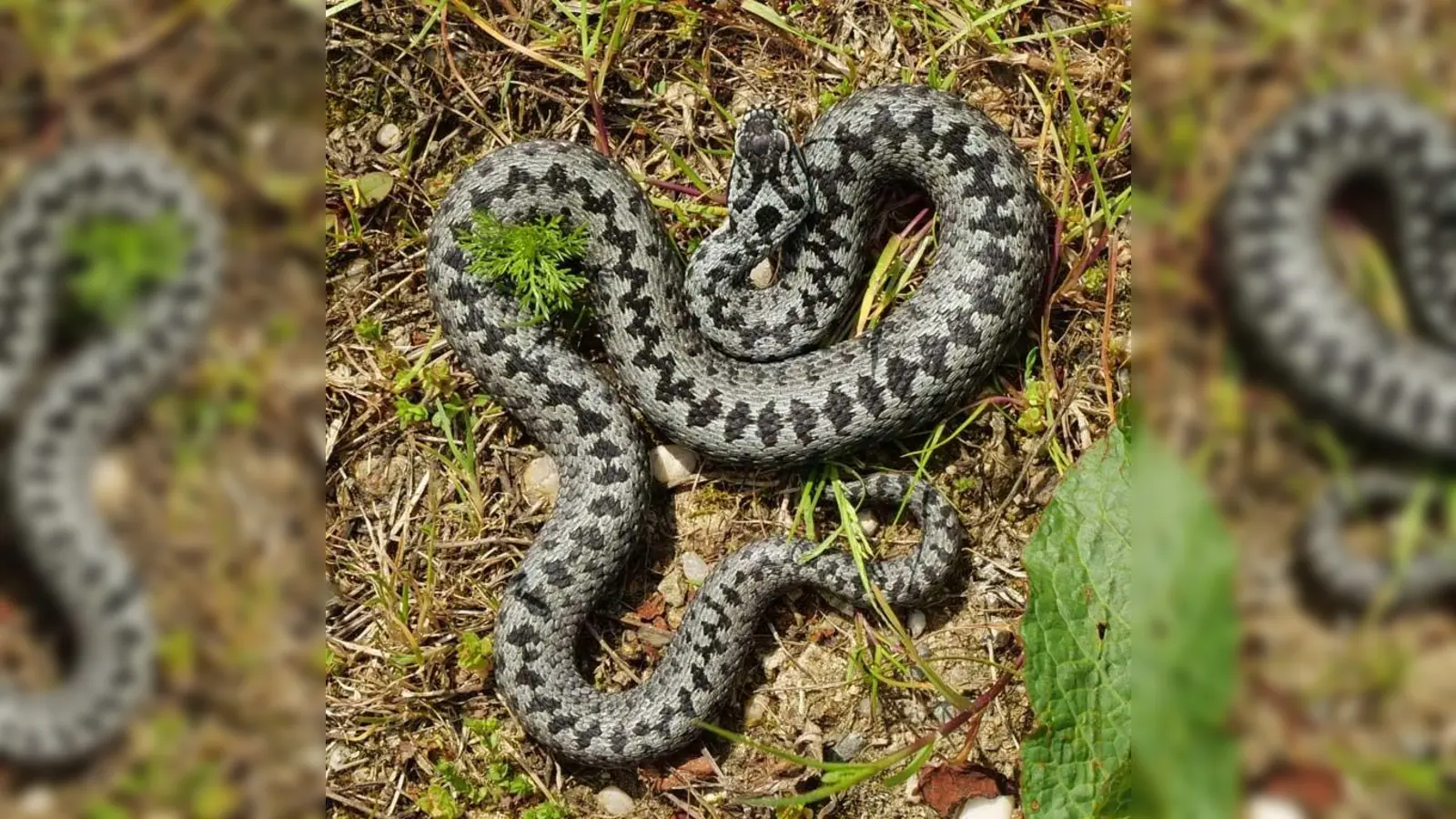 Kreuzotter. (Bild: Paul Hien)