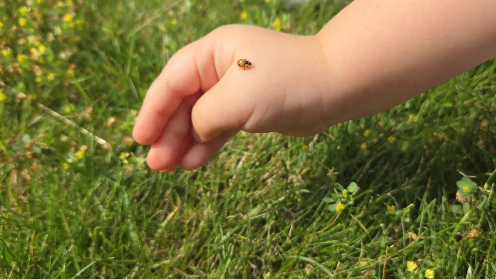 Der Marienkäfer auf der Hand des Kindes (Bild: Matthias Walk)
