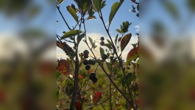 Aronia-Beeren (Bild: Andrea Wührl)