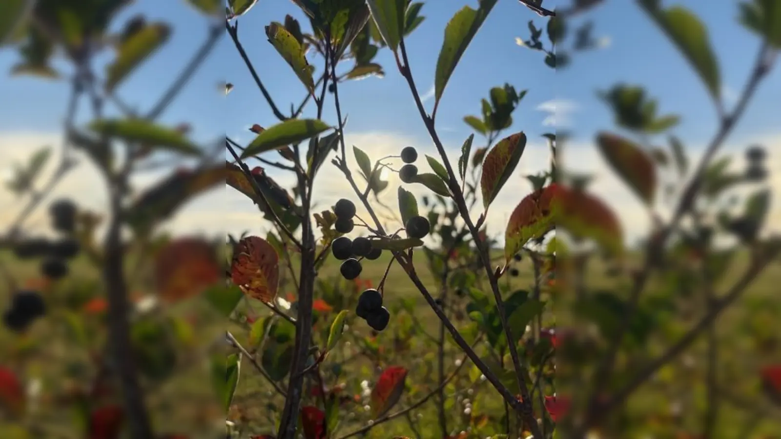 Aronia-Beeren (Bild: Andrea Wührl)