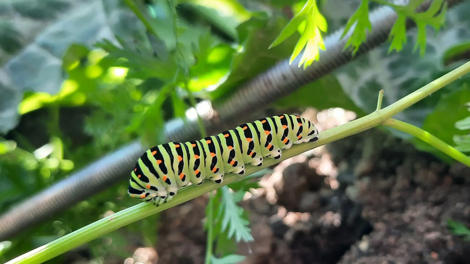 Raupe des Schwalbenschwanz. (Bild: Doris Deubzer)