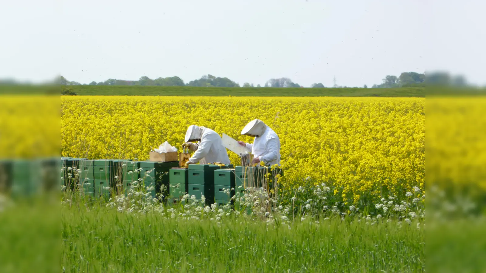 Imker betreuen Bienenvölker an einem riesigen Rapsfeld. Die Ölfrucht ist eine wertvolle Trachtquelle für die fleißigen Honigsammler, die deren Erträge um ein Vielfaches steigern. (Bild: Joachim Gebhardt)