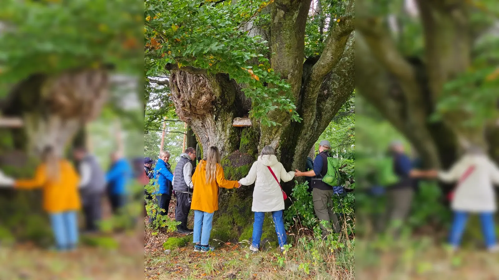 Über 10 Personen wurden gebraucht, um die Buche zu umgreifen. (Bild: Uhl Patrick)