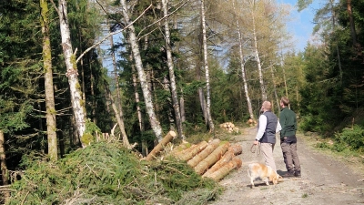 Was nach einem starken Eingriff in den Kemnather Stadtwald aussieht, ist eine gezielte Maßnahme für eine größere Artenvielfalt.  (Bild: Christoph Hübner)