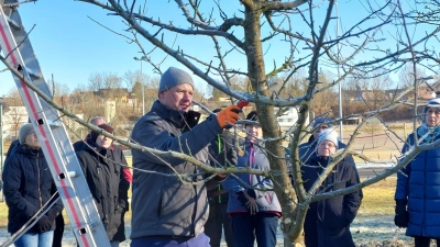 Zweiter Vorsitzender Florian Frank zeigt den richtigen Schnitt am Obstbaum. (Bild: Julia Manze)