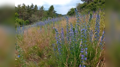 Landschaft bei Schmidmühlen. (Bild: Jonas Nelhiebel Naturpark Hirschwald)
