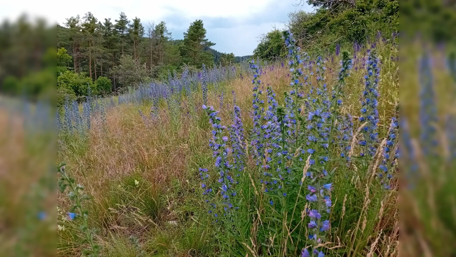Landschaft bei Schmidmühlen. (Bild: Jonas Nelhiebel Naturpark Hirschwald)