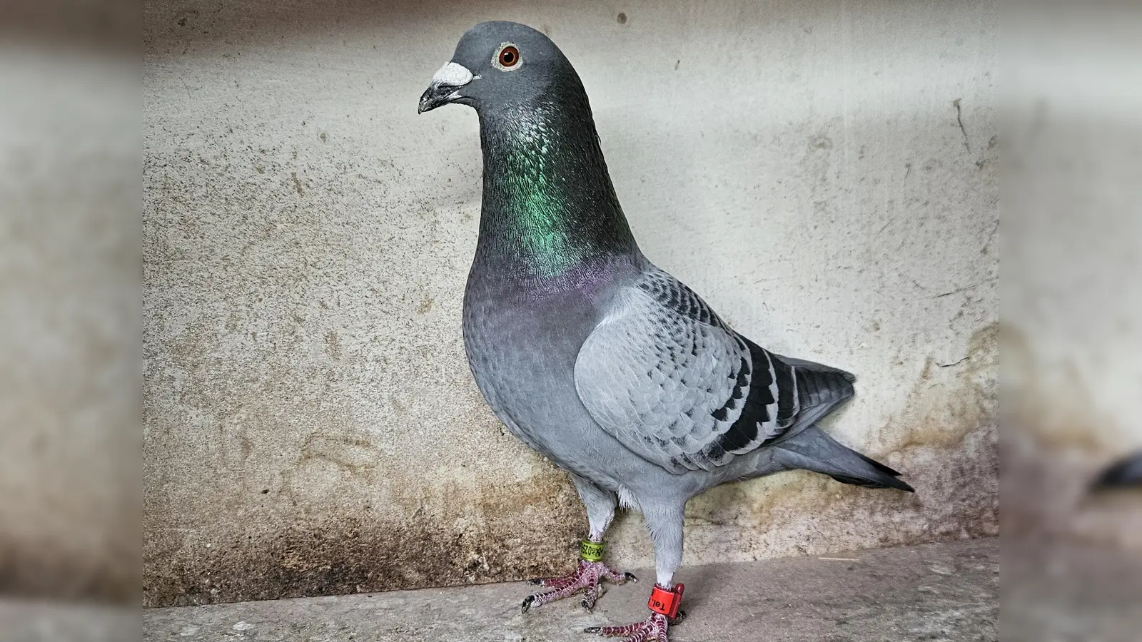 Siegertaube (Bild: Uli Bertelshofer)