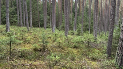 Eine der besichtigten Waldwaldfläche. (Bild: Ernst Utz )