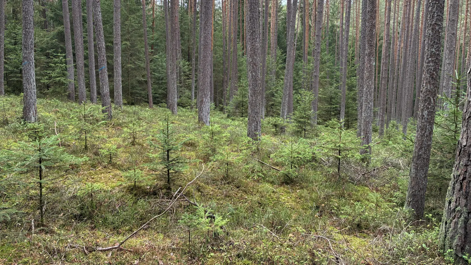 Eine der besichtigten Waldwaldfläche. (Bild: Ernst Utz )