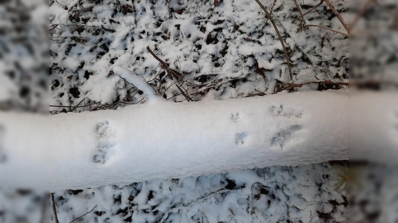 Eichhörnchen-Spuren. (Bild: Wolfgang Winter)