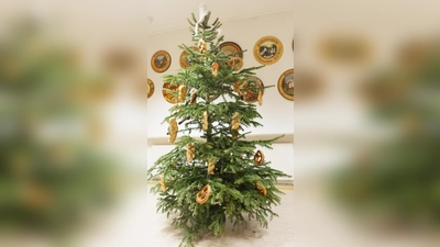 Auch in diesem Jahr wird er wieder einer der „schönsten” Christbäume sein und mit allerlei herzhaftem geschmückt werden. (Bild: Tobias Becht)