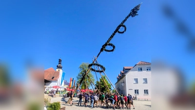 Viele Helfer stemmten per Muskelkraft den 26 Meter langen Maibaum in die Senkrechte. (Bild: Christiane Wagner)