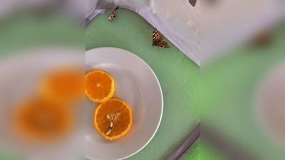 Die ersten Schmetterlinge sind geschlüpft. (Bild: Krauthahn Barbara)