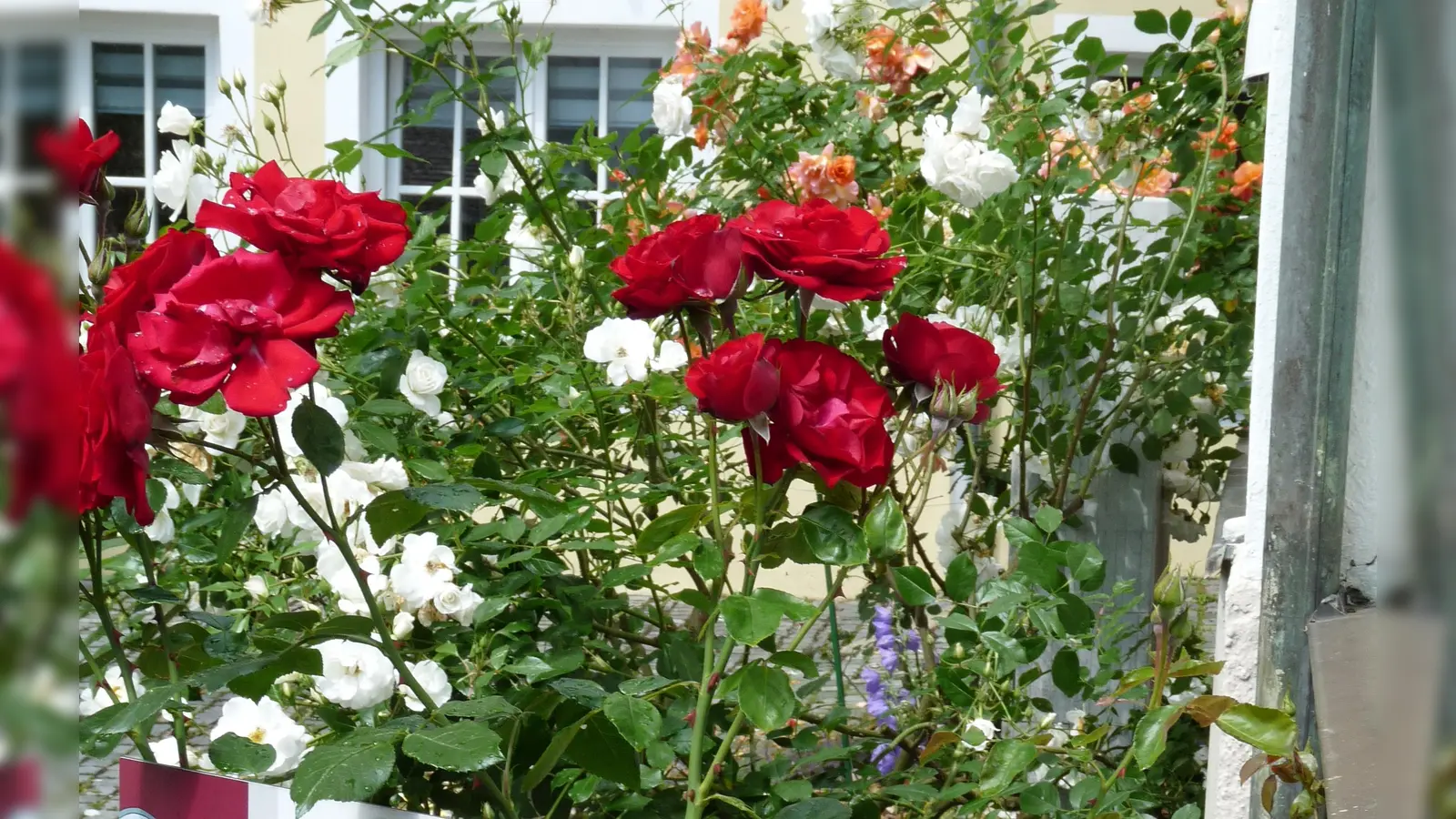 Bei Rosenfest stehen die Rosenpflanzungen an den Stationen des Rosenpfades /(hier am alten Rosenberger Rathaus) in voller Blüte. (Archivbild: mfh)