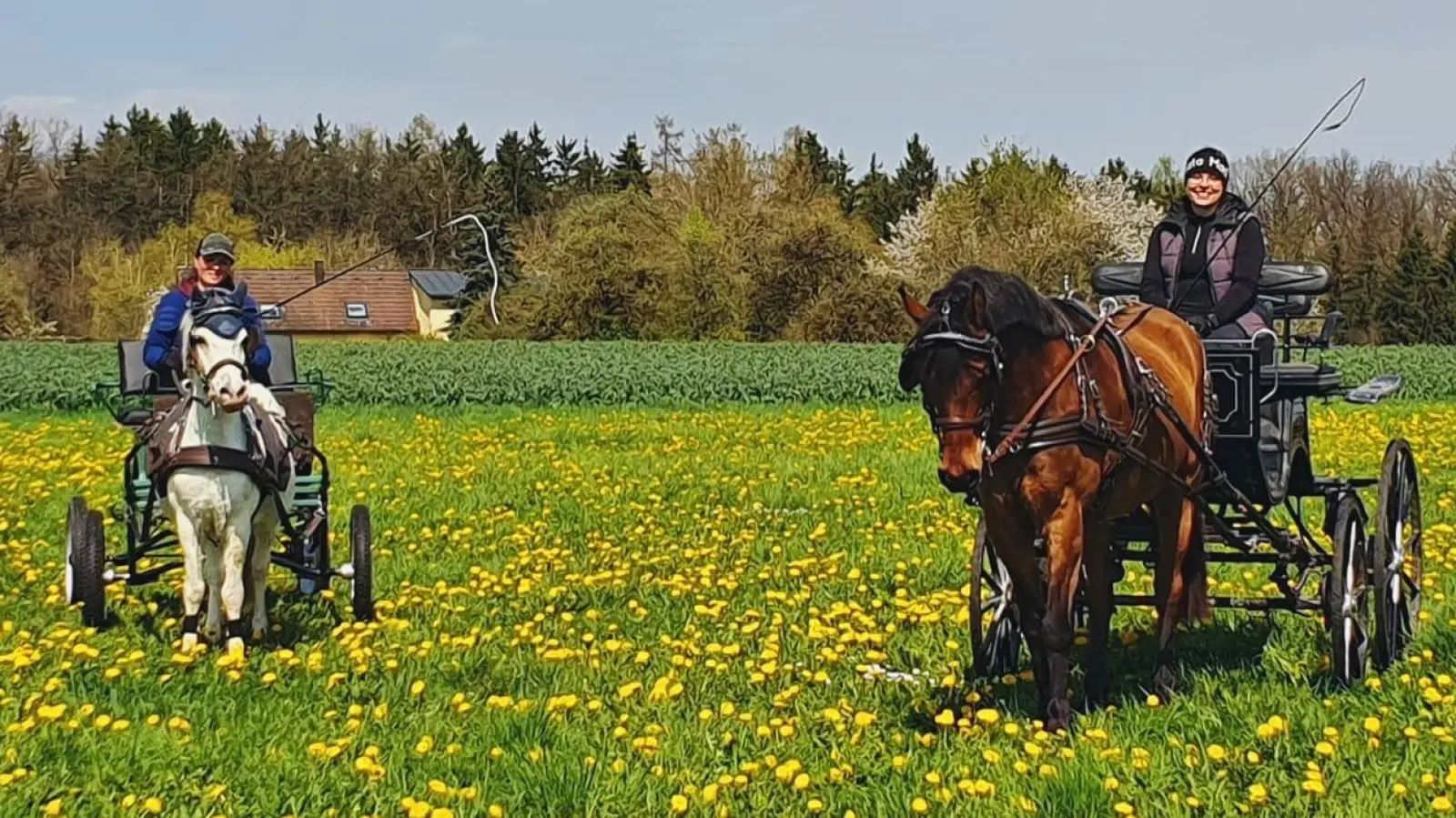Individuelle Förderung: Egal ob im Sattel oder auf dem Kutschbock - jedes Team erhielt wertvolle Impulse für das tägliche Training. (Bild: Nicole Scharf)