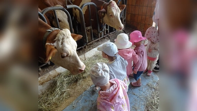 Die Krippenkinder beim Kühe füttern.  (Bild: Monika Demmer (kita.waldsassen@bistum-regensburg.de))