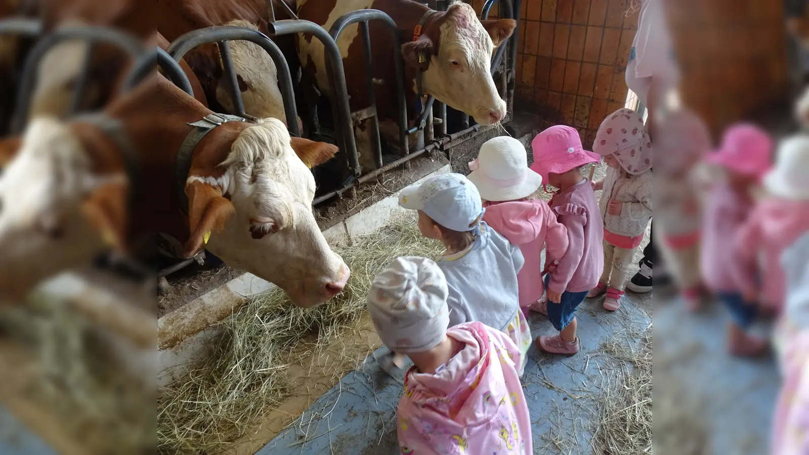 Die Krippenkinder beim Kühe füttern.  (Bild: Monika Demmer (kita.waldsassen@bistum-regensburg.de))