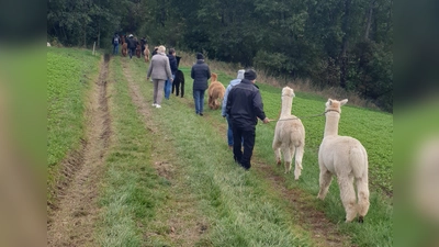 Die Gruppe für Menschen mit Depression wandert mit Alpakas im Steinwald (Bild: Jessika Wöhrl-Neuber)