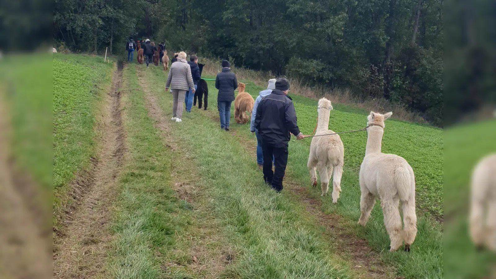 Die Gruppe für Menschen mit Depression wandert mit Alpakas im Steinwald (Bild: Jessika Wöhrl-Neuber)