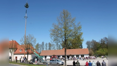 Die letzten Bolzen sind sturmfest mit der Halterung verschraubt, der 30-Meter-Stamm ragt kerzengerade gen Himmel: Den Trabitzer „Sägeplatz” krönt heuer wieder einer von acht Maibäumen der Gemeinde. (Bild: Bernhard Piegsa)
