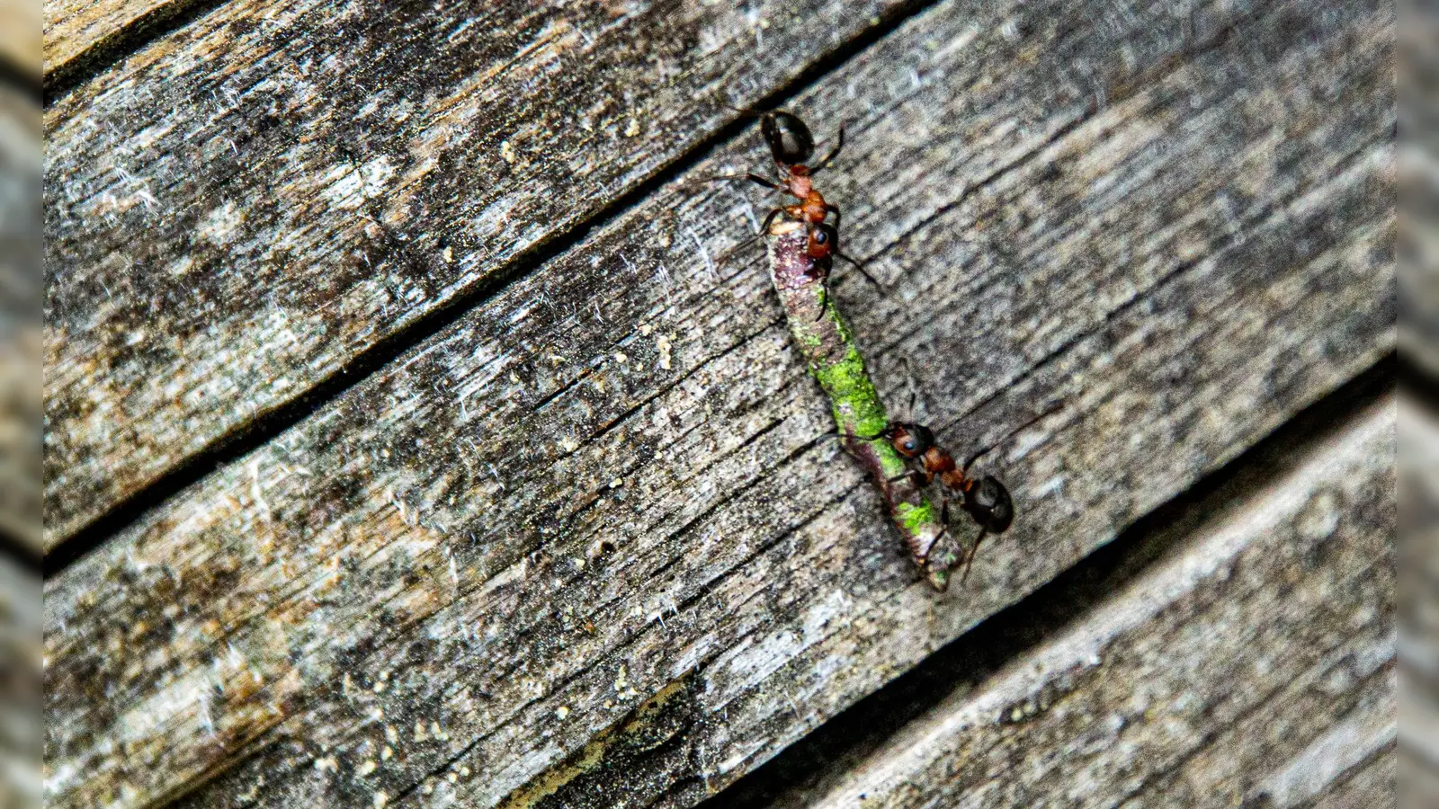 Lebensraum der Waldameisen  (Bild: Ernst Luber)