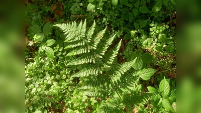 Ein Farn thront über saftigem Grün. (Bild: Volker Spies)